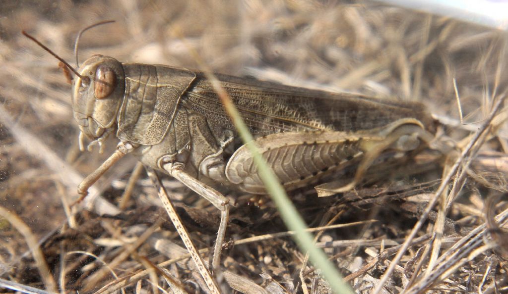 Acrididae 3
